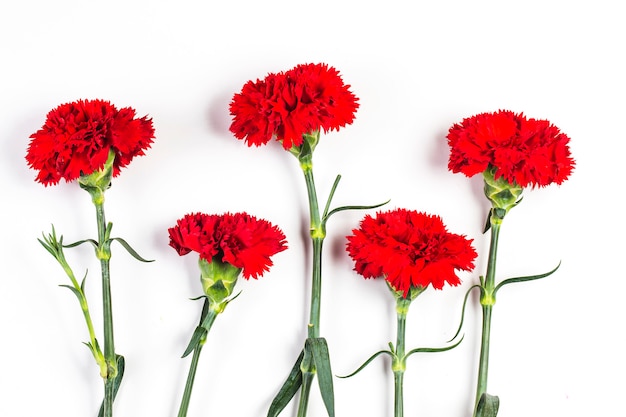 a bunch of carnations