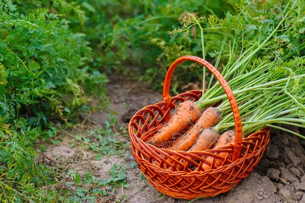 bunch of carrots in a basket placed on the earth of a vegetable garden