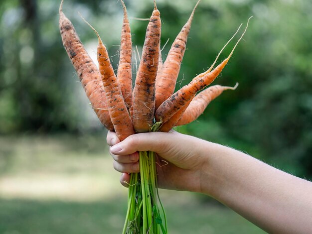 Bunch of carrots in hand Harvesting natural farming fertilizer