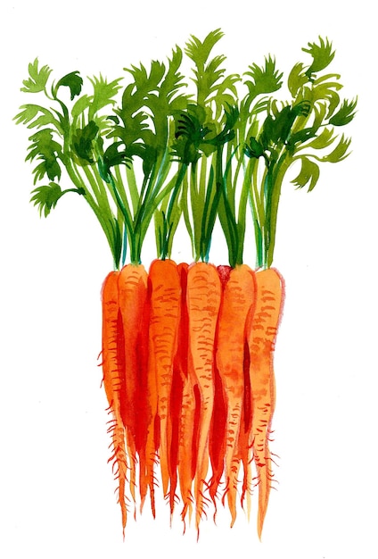 Bunch of carrots Watercolor painting