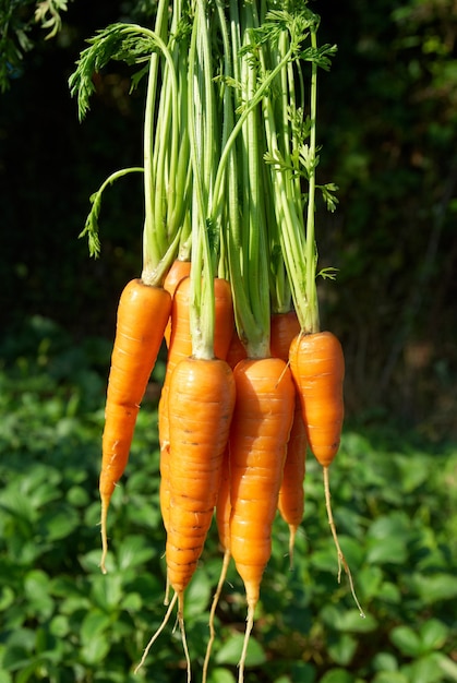 Bunch of carrots