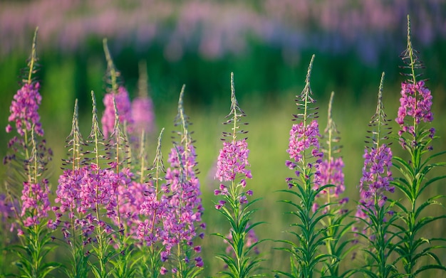 A bunch of chamaenerion angustifolium plants