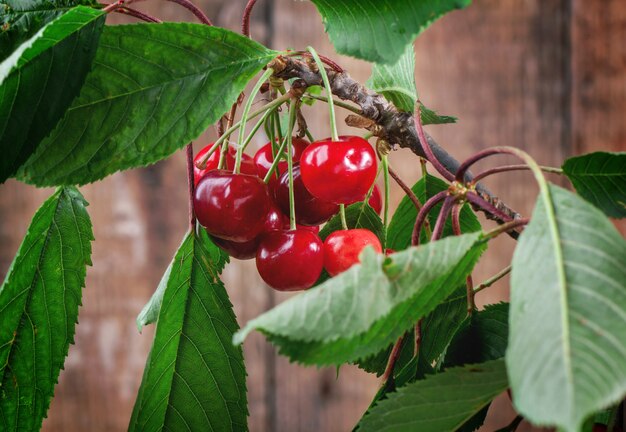 Bunch cherry tree with berries and leaves