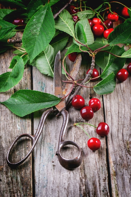 Bunch of cherry tree with scissors