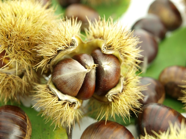 A bunch of chestnuts are on a green leaf