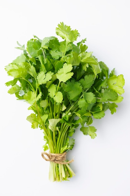 bunch of cilantro close up isolated on white