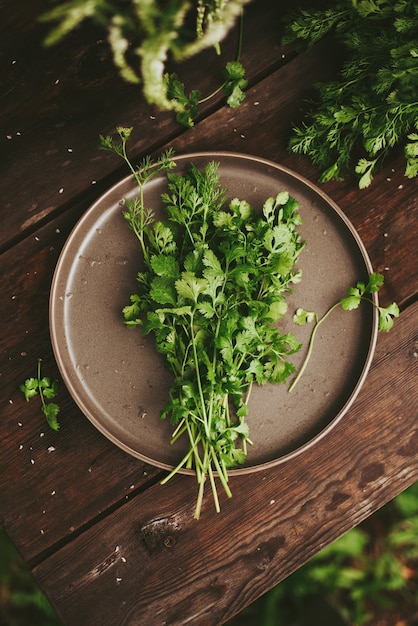 Bunch of cilantro, fresh coriander a wooden dark table. Authentic still life