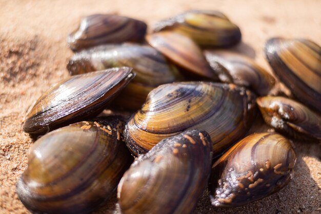 Bunch of clams with brown shells on the sand sea food