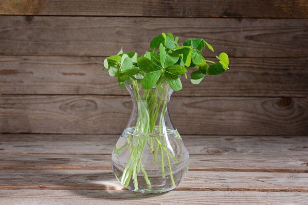 Bunch of clover leaves in transparent glass vase