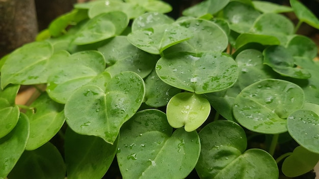 A bunch of clovers are on a table