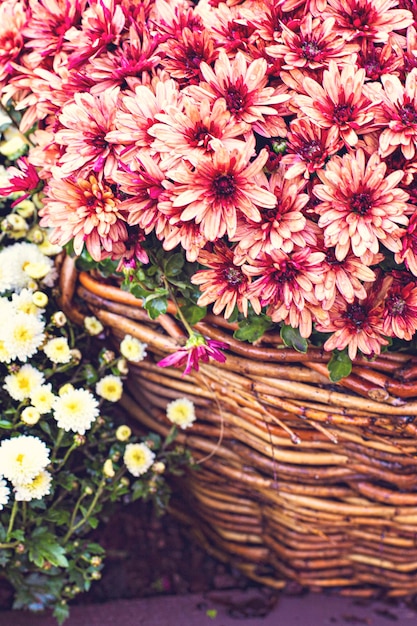 A bunch of colorful chrysanthemum flowers in the basket