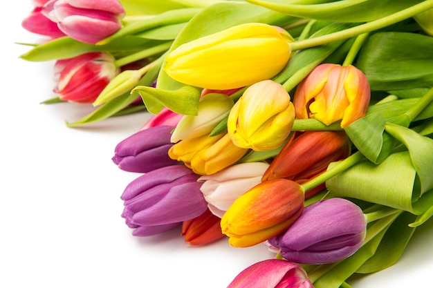 A bunch of colorful tulip flowers isolated on white background. Taken in Studio with a 5D mark III.