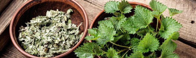 Bunch of common nettles