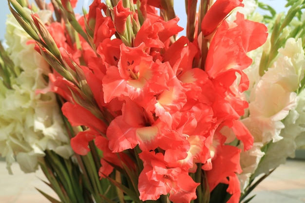 Bunch of coral pink and white Gladiolus for sale on the local market in Bolivia