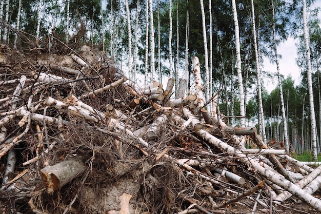 a bunch of cut down trees the concept of cutting down trees ecology
