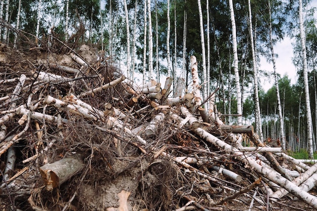 Foto un gruppo di alberi abbattuti il concetto di abbattere alberi ecologia