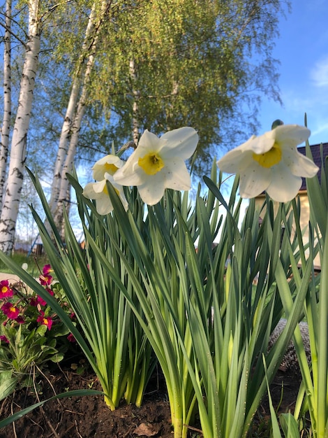 A bunch of daffodils are in front of a tree