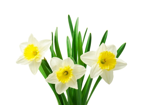 A bunch of daffodils with a white background