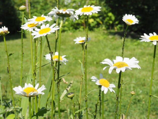 A bunch of daisies are in a field with green grass.