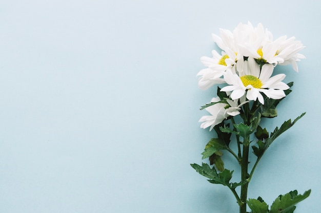 Bunch of daisies on light blue background with space on left