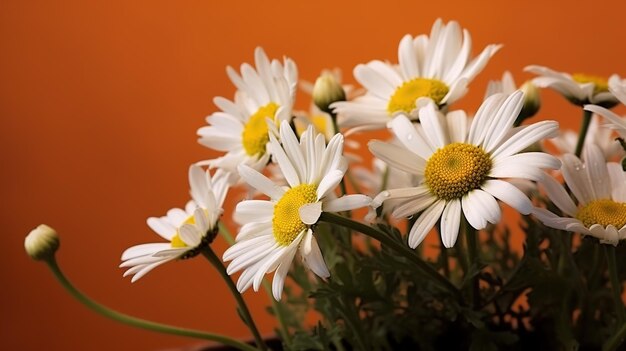 A bunch of daisies in a vase with an orange background.