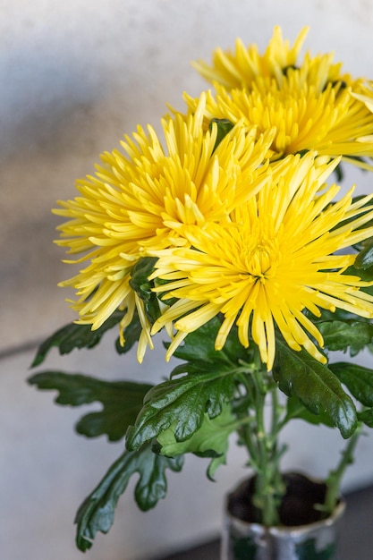 花びらに水滴がついたガラスの花瓶に入ったタンポポの束。