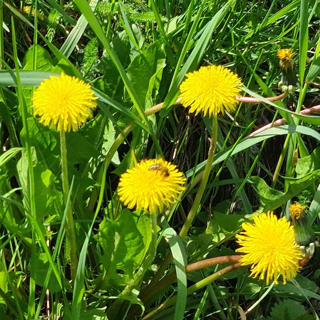 A bunch of dandelions with a bee on it