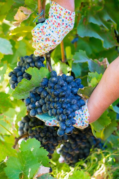 Bunch of dark grapes cut from the vine in the vineyard