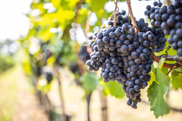 Bunch of dark grapes hanging on vines inside the vineyard.