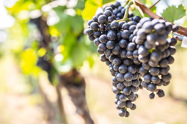 Bunch of dark grapes hanging on vines inside the vineyard.