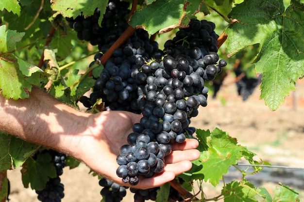 Bunch of dark grapes hanging on vines inside the vineyard