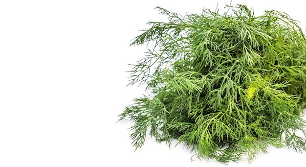 Bunch of dill on white Space for text