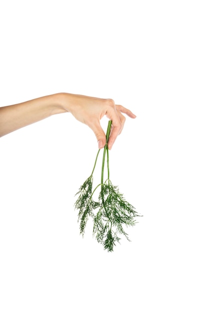 A bunch of dill in woman hand isolated on a white background