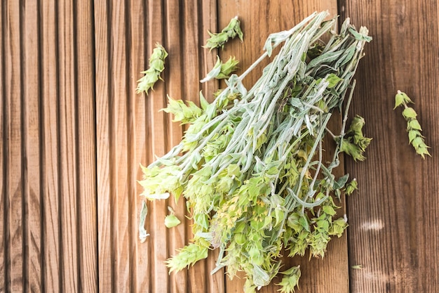 Bunch of dried green ironwort Sideritis twigs also known as Mountain tea traditional herbal tea in Greece