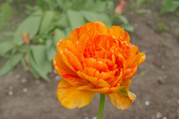 Bunch of duo double orange spring tulips Tulips plant in garden