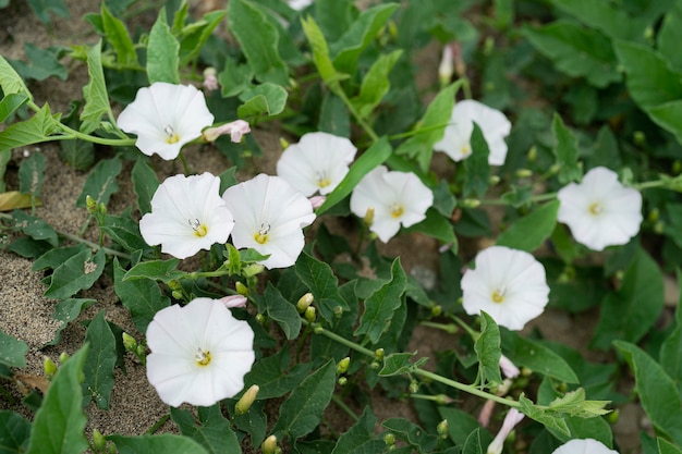 Field bindweed 또는 Fiddle-leaf 나팔꽃 흰 꽃의 지상에 또한 Field bindweed는 비 토착, 오래 사는 다년생