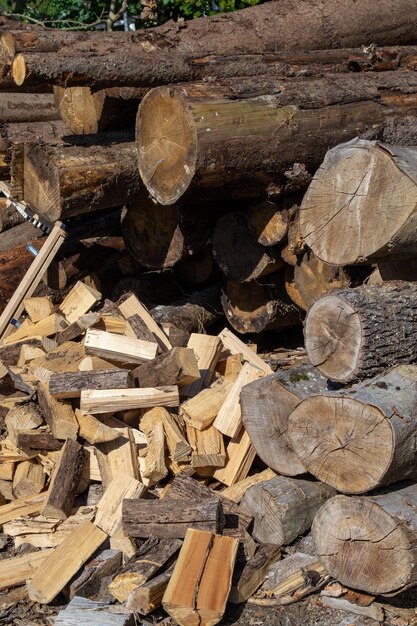 A bunch of firewood harvested for winter among the felled trees