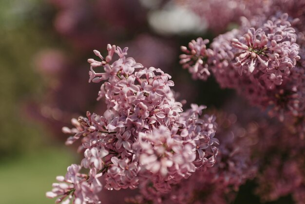 A bunch of flowering lilac in the park in may at noon