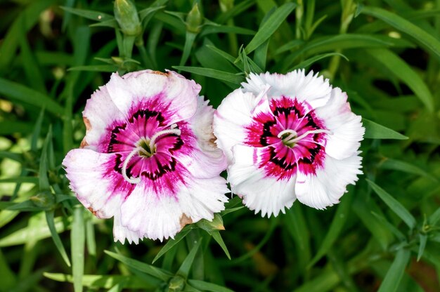 Bunch of flowers on plant