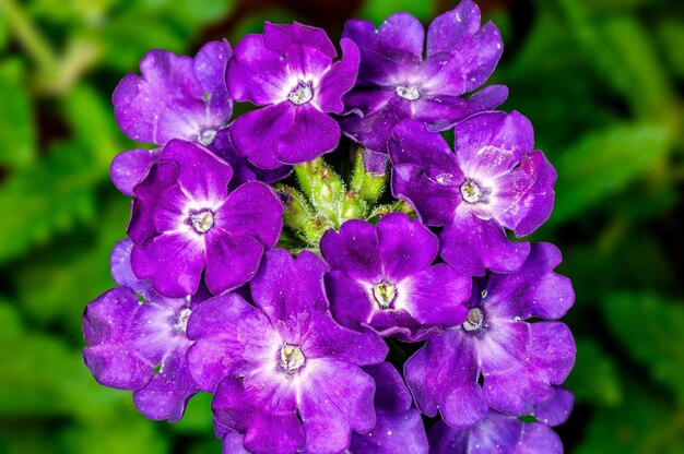 Bunch of flowers on a plant