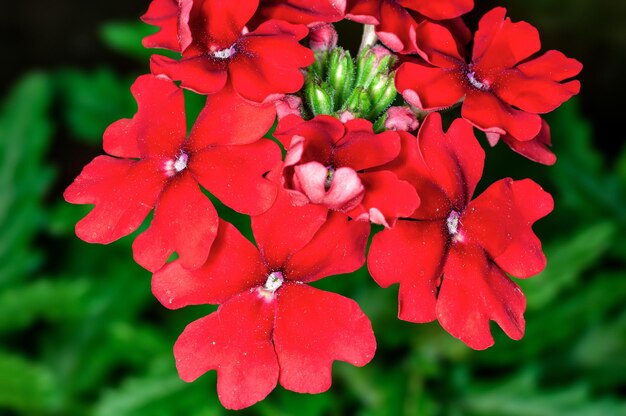 Bunch of flowers on a plant