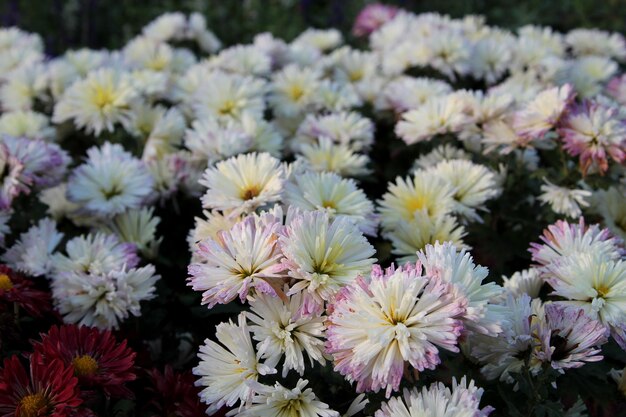 Photo a bunch of flowers that are in a bunch