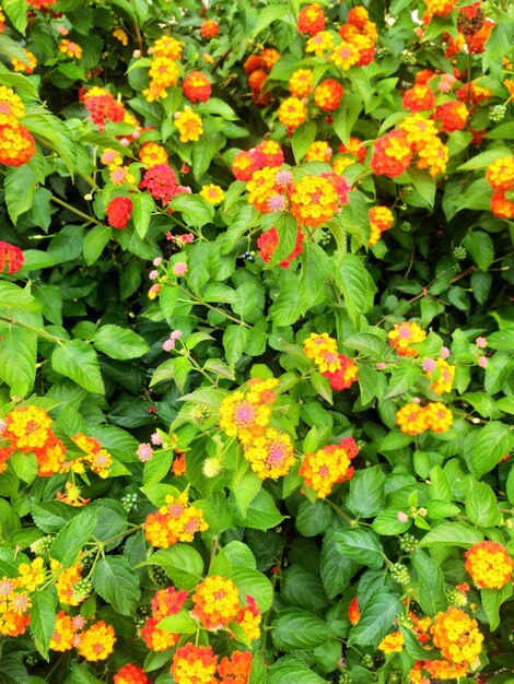 Foto un bouquet di fiori che sono in un cespuglio