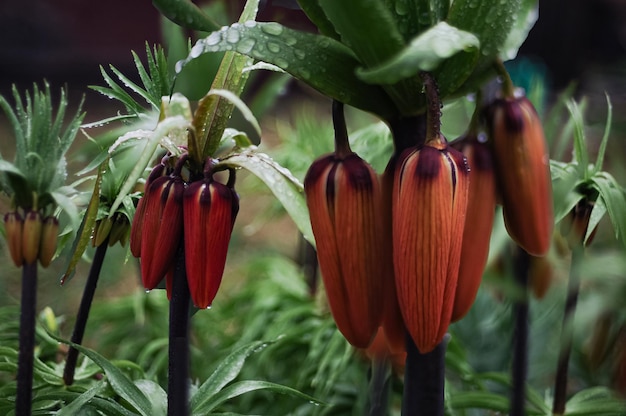 Photo a bunch of flowers that are called the queen of the night