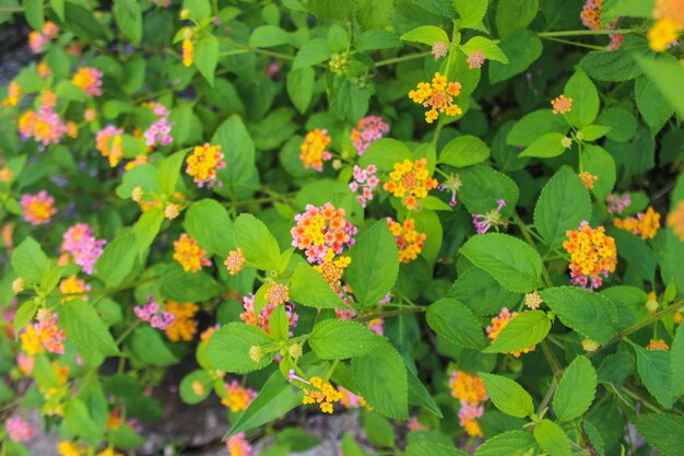 Photo a bunch of flowers that are in a garden