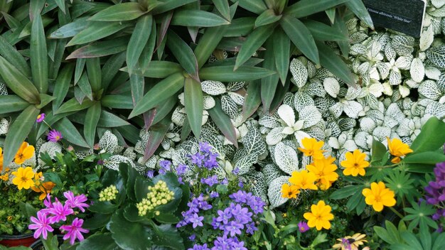 Photo a bunch of flowers that are in a garden