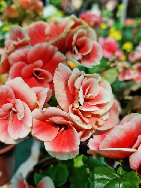 A bunch of flowers that are pink and red