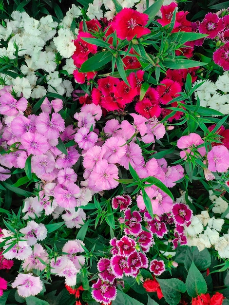 A bunch of flowers that are pink and red