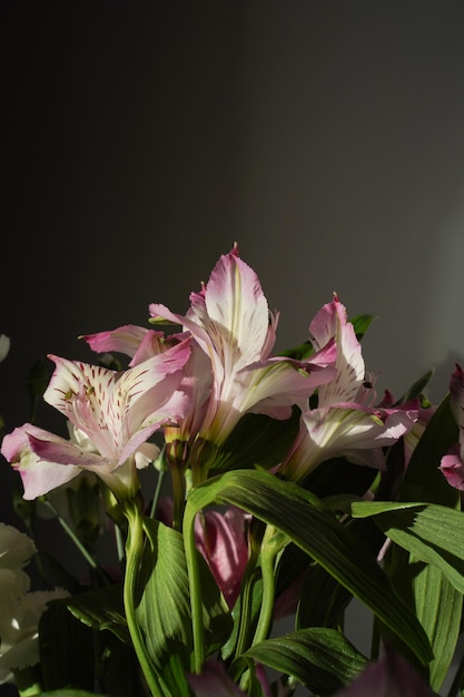 Foto un mazzo di fiori che sono alstromeria rosa e bianco