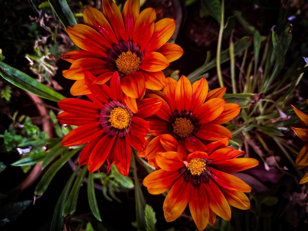 a bunch of flowers that are in a pot